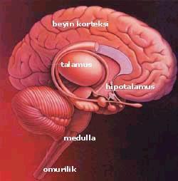 TALAMUS Bilincin kapısıdır. Tüm afferent liflerden gelen uyarılar buraya uğrar, süzülür ve korteksin ilgili bölümlerine gönderilir.