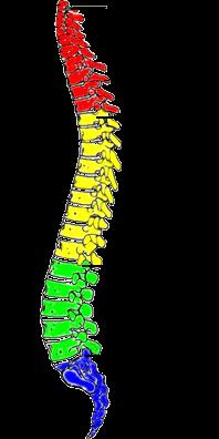 Spinal kord Spinal kord duyu