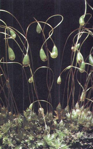 Damarsız bitkiler Gametofit evresi fotosentez yapar Sporofitler fotosentez yapabilir/yapmayabilir Fakat sporofitler besin açısından her zaman