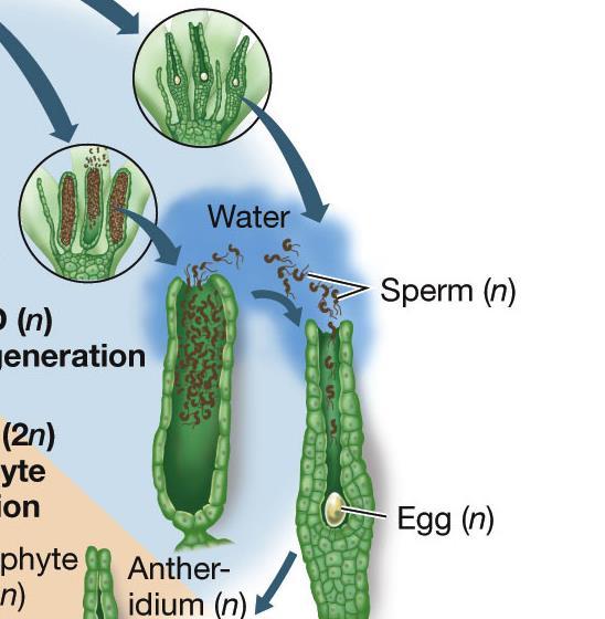 Damarsız bitkiler Sperm dişi üreme organına yüzmek zorundadır veya yağmur damlalrıyla ulaştırılır