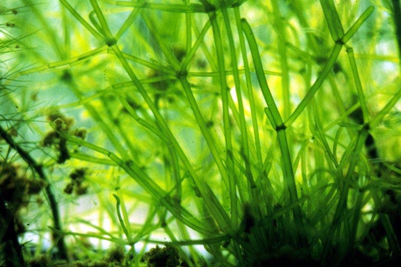 Karasal bitkiler yeşil alglerle (protist) paylaştıkları özellikleri hala barındırmaktadır: Klorofil a ve b.