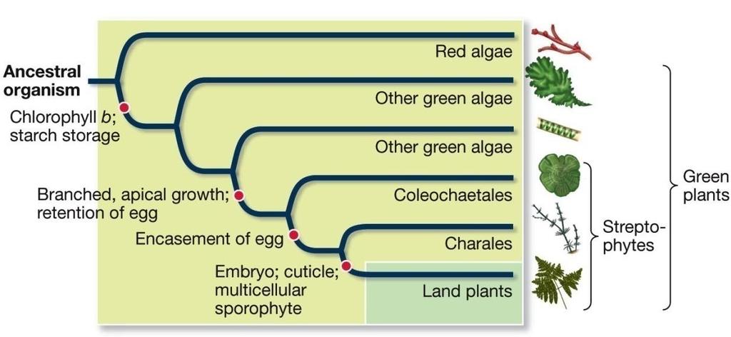 Bitkiler çeşitli şekillerde tanımlanabilir: Streptofitler karasal bitkileri ve bir yeşil alg grubunu kapsar hepsi yumurtayı ebeveynin vücudunda tutar Yeşil bitkiler: