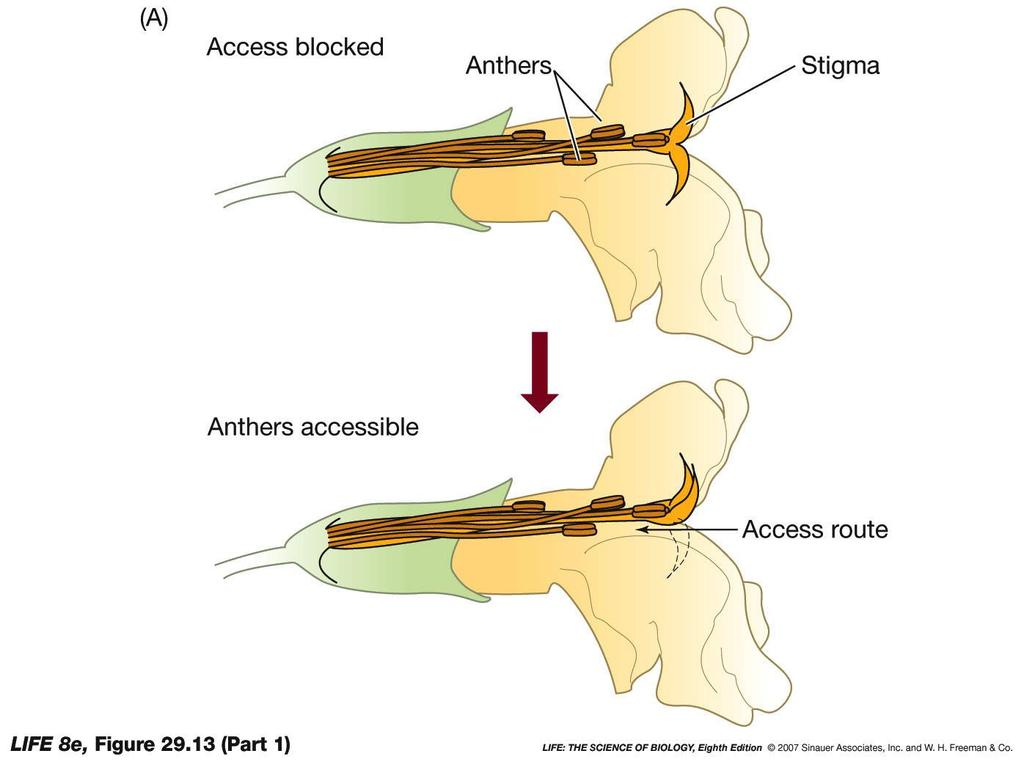 Figure 29.