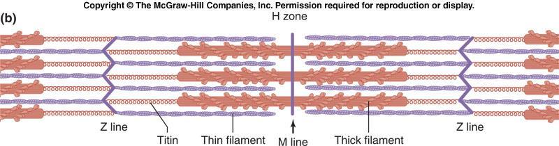 H bölgesi Z çizgisi İnce iplik M çizgisi Kalın iplik Z çizgisi Bir sarkomer: 1. Miyosin adı verilen kalın ipliklerden 2.