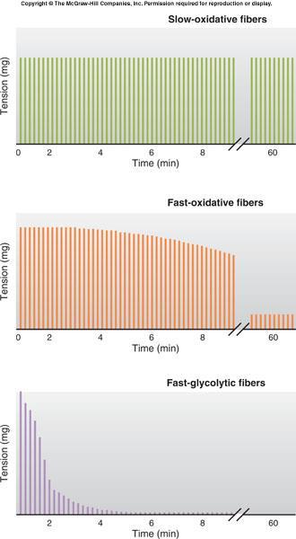 A.5 Kas lifi tipleri 1. Yavaş-oksidatif: tekrarlı uyarılarla yorgunluğa girmeden dayanır, yavaş yanıt verir Dik durma sırasında çalışan kaslar 2.