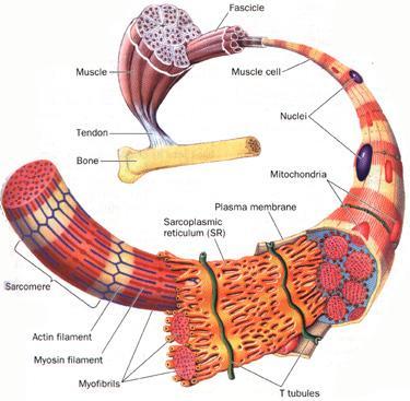İskelet Kas Fibrilinin