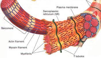 Sarkoplazmik Retikulum (SR) Kas liflerindeki endoplazmik