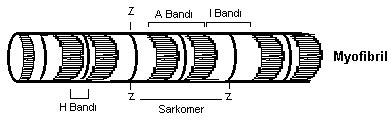 Sarkomer-1 İki Z diski (çizgisi) arasında kalan kısımdır.