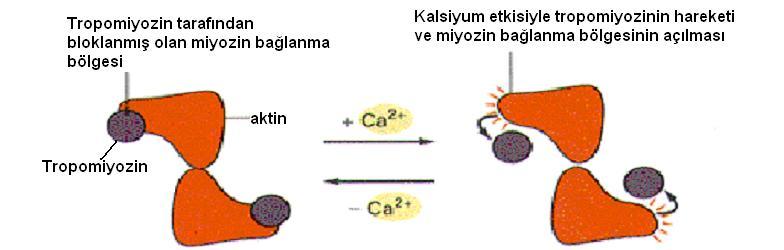 ve troponin