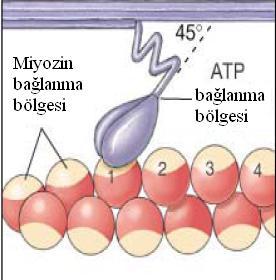 duruyor. 6.