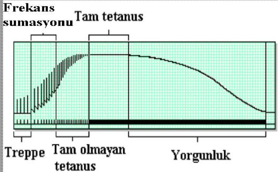 Kasta Tetanizasyon Frekansın daha da artması sonucu kasta ard arda gelen kasılmaların