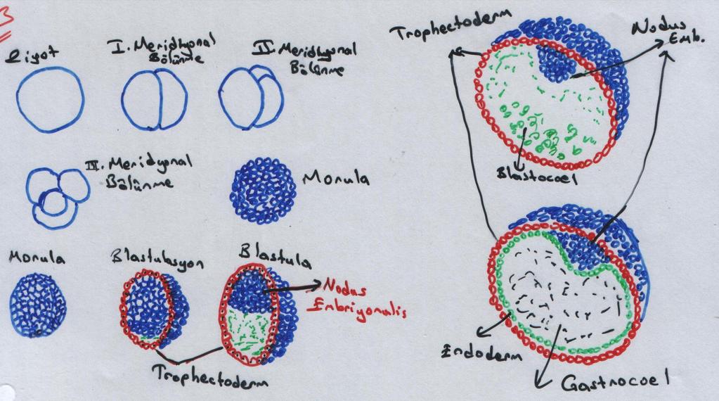 Buradaki ektoderm katı; BESLENME ile ilgili görevi üzerine aldığı için TROPHOBLAST denir.