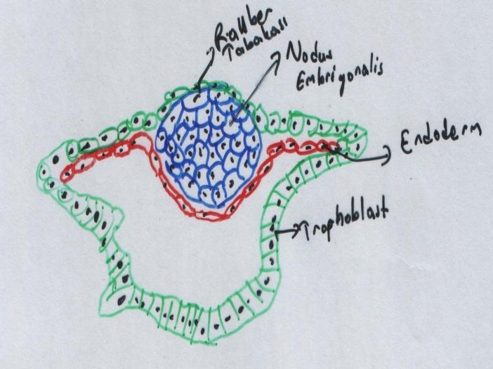 Nodus embriyonaliste blastocoele bakan hücrelerin yassılaşıp,tek sıra halinde ektodermin altında İlerlemesi ile NODUS EMBRİYONALİS ENDODERM oluşur.