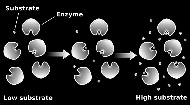 Substrat Enzim Düşük substrat