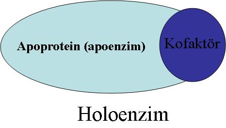 Terminoloji Holoenzimin kofaktör kısmı, Bazı enzimler için Fe 2+, Mg 2+, Mn 2+, Zn 2+ gibi bir veya daha