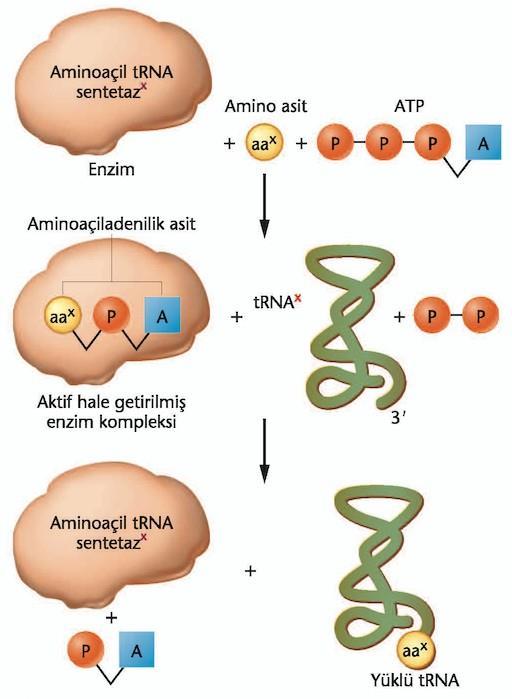 trna nın yükleme işlemi basamakları Amino asit ATP ile reaksiyona girerek aminoaçil adenilik asit oluşturur.