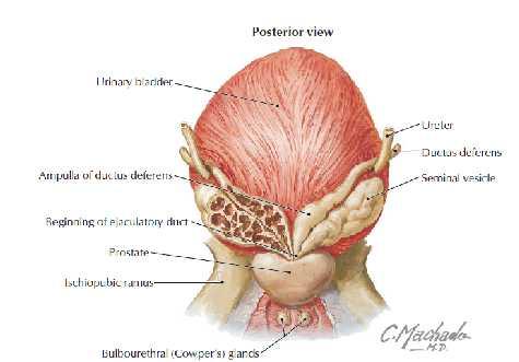 Fundus vesicae: mesanenin arka yüzü Rectum Fascia