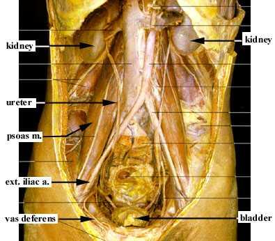 Ureterler, fundus un üst dış