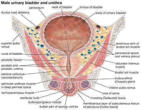 Uvula vesicae Ostium urethra internum un hemen arkasındaki müköz membran erkeklerde
