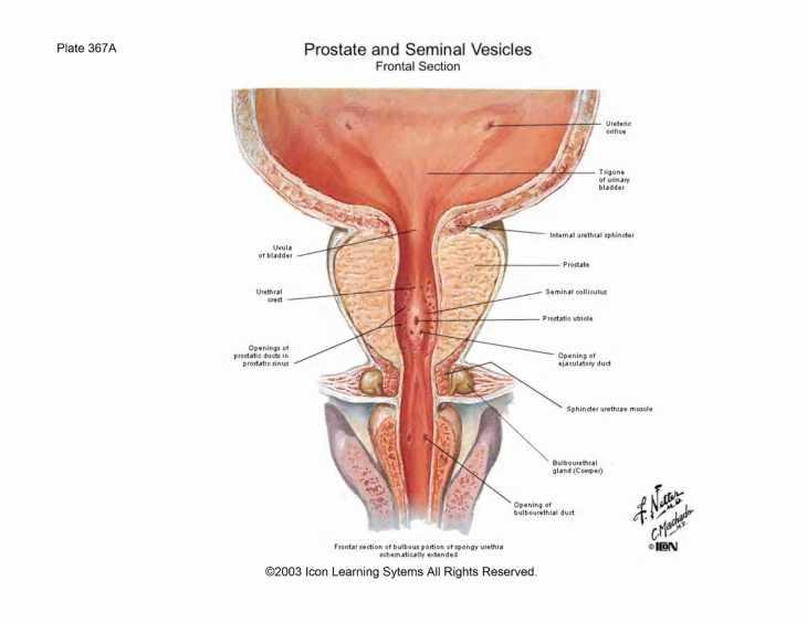 Uvula vesicae Ostium urethra internum un hemen arkasındaki müköz membran erkeklerde