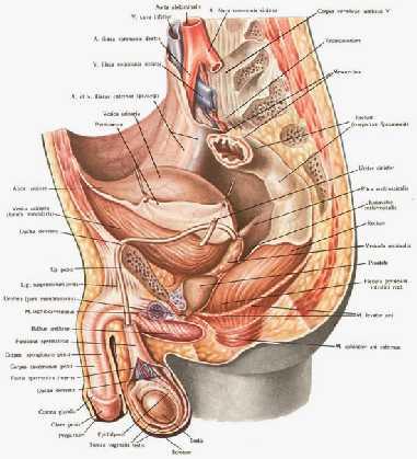 Plica rectovesicalis: Rectum dan mesane ye