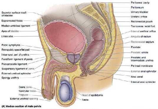 Mesanenin bağları (cervix vesicae de) Lig. pubovesicale Lig.