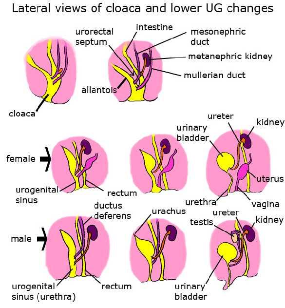 Alt üriner sistemin embriyolojisi Primitif bağırsağın arka