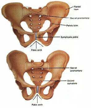 Erişkin mesanesi boş iken tamamen pelvis minor da os pubis in hafifçe üst ve arkasında bulunur.