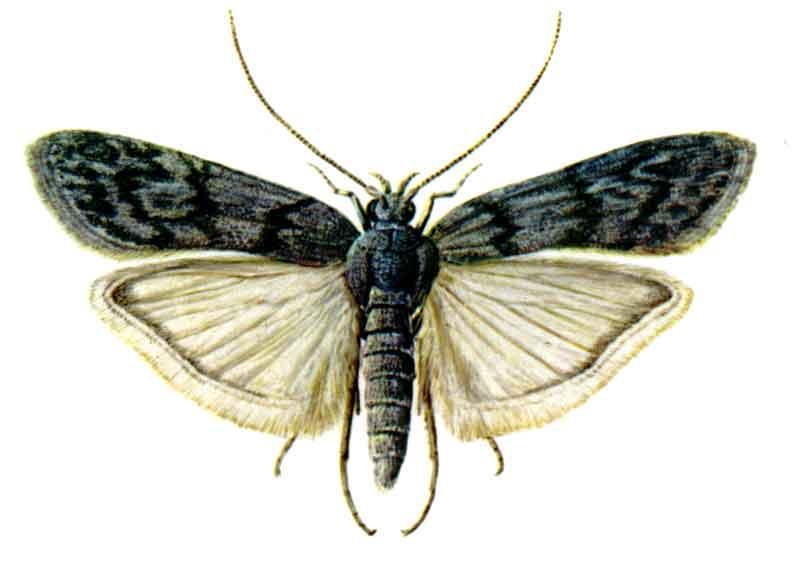 4.1.3 Ephestia kuehniella Zeller (Değirmen Güvesi) Takım: Lepidoptera Familya: Pyralidae Ergin dumanlı gri renkte ve 10-14 mm boyundadır. Ön kanatlar üzerinde enine zikzak bantlar vardır.