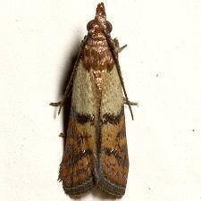 4.1.4 Plodia interpunctella Hübner (Kuru Meyve Güvesi) Takım: Lepidoptera Familya: Pyralidae Erginin kanat açıklığı 14-18 mm, ön kanatların kaide kısmındaki 1/3'ü soluk sarı, diğer kısımlar