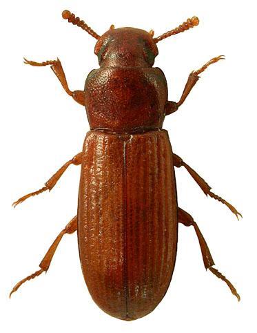 4.1.5 Tribolium confusum Jacquelin du Val (Kırma Biti) Takım: Coleoptera Familya: Tenebrionidae Ergin parlak koyu kırmızı renkte 3-4 mm boyundadır.