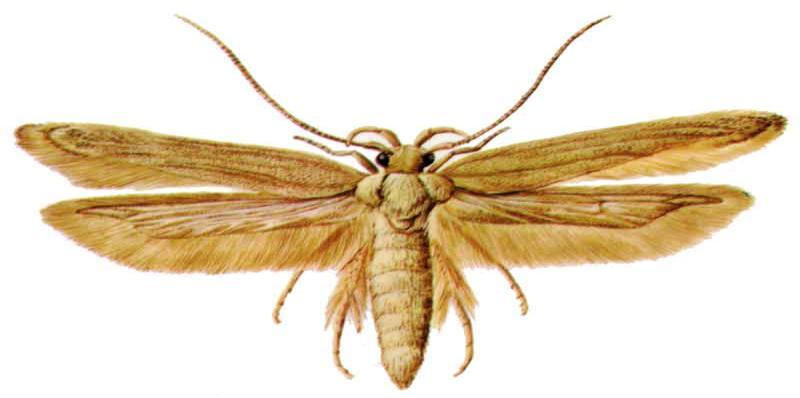 Tribolium castaneum (Herbst) (Anonim 2011f) 4.1.7 Sitotroga cerealella Olivier (Arpa Güvesi) Takım: Lepidoptera Familya: Gelechiidae Ergin sarımsı renkte, diģi 5-7 mm, erkek 4-5 mm boyundadır.