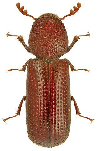 4.1.9 Rhizopertha dominica Fabricius (Ekin Kambur Biti) Takım: Coleoptera Familya: Bostrychidae Erginler 2,5-3 mm boyundadır.