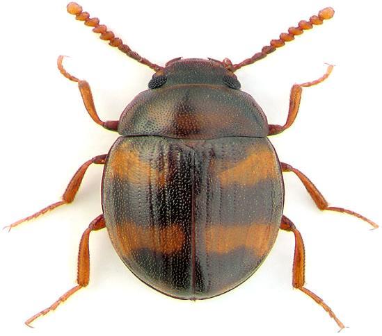 4.1.10 Alphitophagus bifasciatus (Say.) (Ġki Bantlı Fungus Böceği) Takım: Coleoptera Familya: Tenebrionidae Ergin uzun oval yapıda 2-5 mm boydadır.