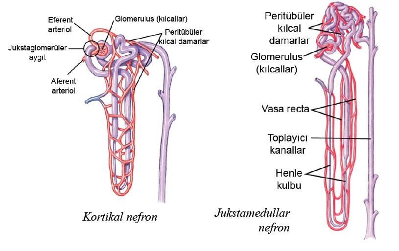 Nefronun anatomik ve fonksiyonel bölümleri Glomerüler kapillerler Proksimal