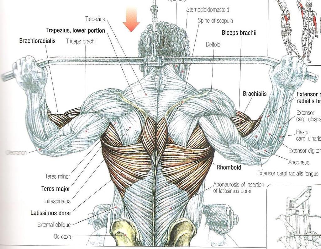 Back Lat pull-downs M. Latissimus dorsinin orta ve dış kısmı M. Teres major Önkol fleksörleri (M. Biceps brachii, M. Brachialis, M. Brachioradialis) M.