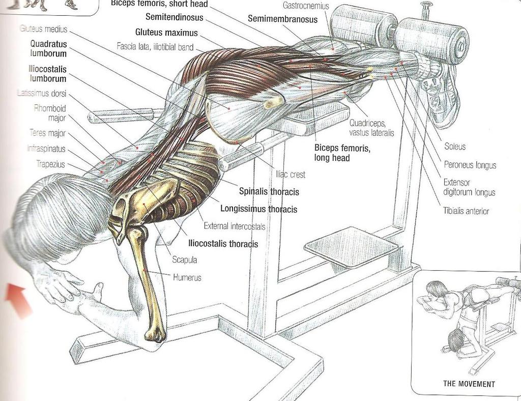 Back extensions Bu hareket daha çok omurganın paraspinal erector kasları ile M.