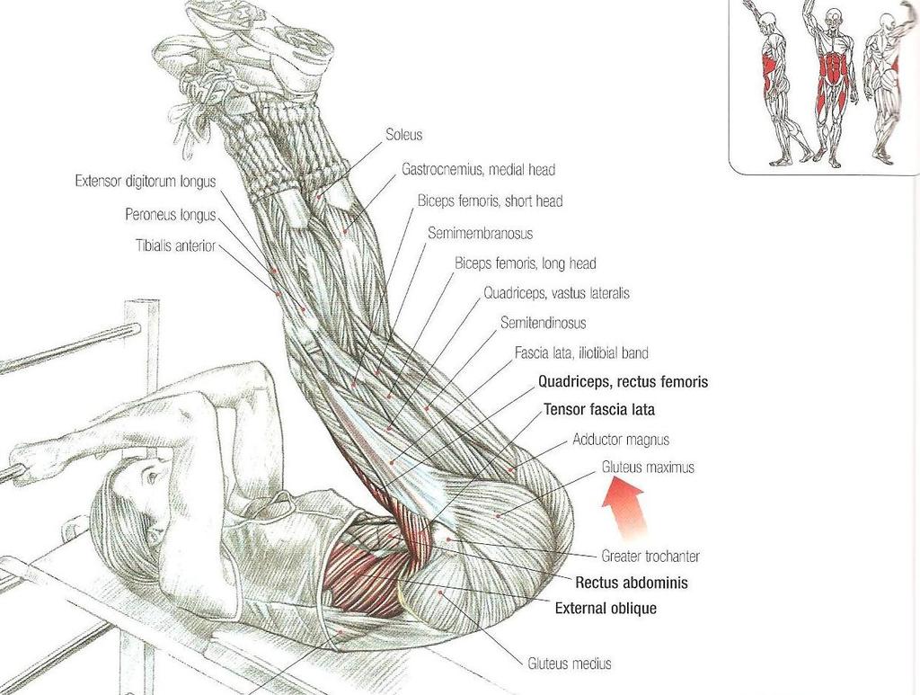 Incline leg raises M. iliopsoas M. tensor fascia latae M. rectus femoris M. Rectus abdominis M.