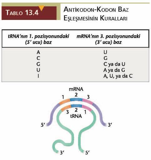 4.3.1 mrna 3. pozisyonu ve trna 1.