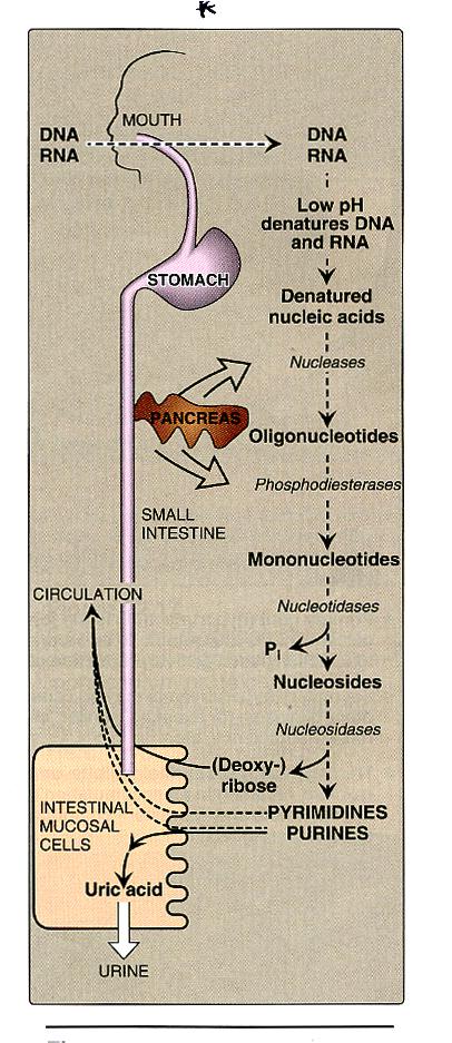 q Diyetle alınan nükleotidlerin dokuların nükleik asit sentezi için kullanılmazlar (~%5) q Diyette bulunan nükleik asitlerin yıkımı ince barsakta gerçekleşir.