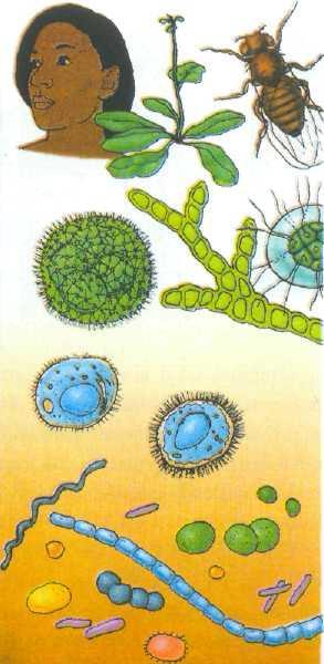 HÜCRELERIN KÖKENI Şimdiki zaman Çok Hücreli organizmalar İlk