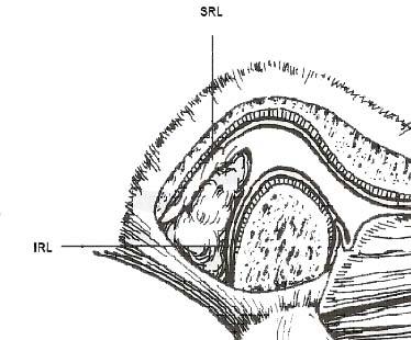 B. Odabaş ve S. Gündüz Arslan Dicle Tıp Dergisi 2008 Şekil 4. Temporomandibular ligament Şekil 1. A. Pars menisküs B: Pars grasilis (intermediate zon), C: Pars posterior Şekil 2.