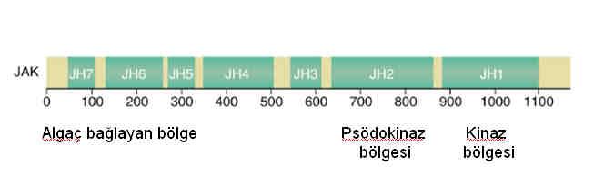 9p24. kromozomunda lokalizedir. Jak3 ve Tyk2 genleri ise, 19p13.1 ve 19p13.2 kromozomunda birlikte kümelenmiştir (54). JAK ların üç boyutlu yapısı halen tam olarak aydınlatılabilmiş değildir.