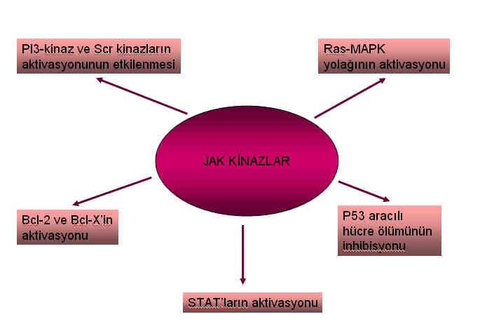 gösterilmiştir. STAT ların aktivasyonu için de Jak1, Jak2 ve Jak3 ün aktif olması gerektiğinden Jak lar malign süreçte etkin görünmektedirler (81).