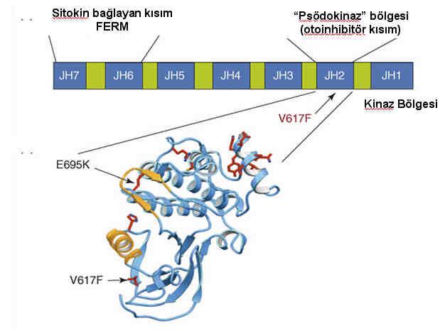 ekil 2.7. Jak2 nin V617F Bölgesinin ematik Görünümü Bu mutasyon sonucunda kinaz aktivitesinin inhibisyonundan sorumlu bölge olan JH2 bölgesinde valin 617 nin yerine fenilalanin geçer (7).