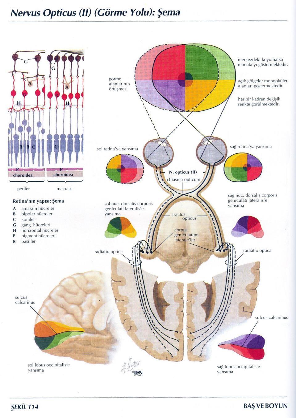 Fonksiyonel & Klinik Anatomisi ve