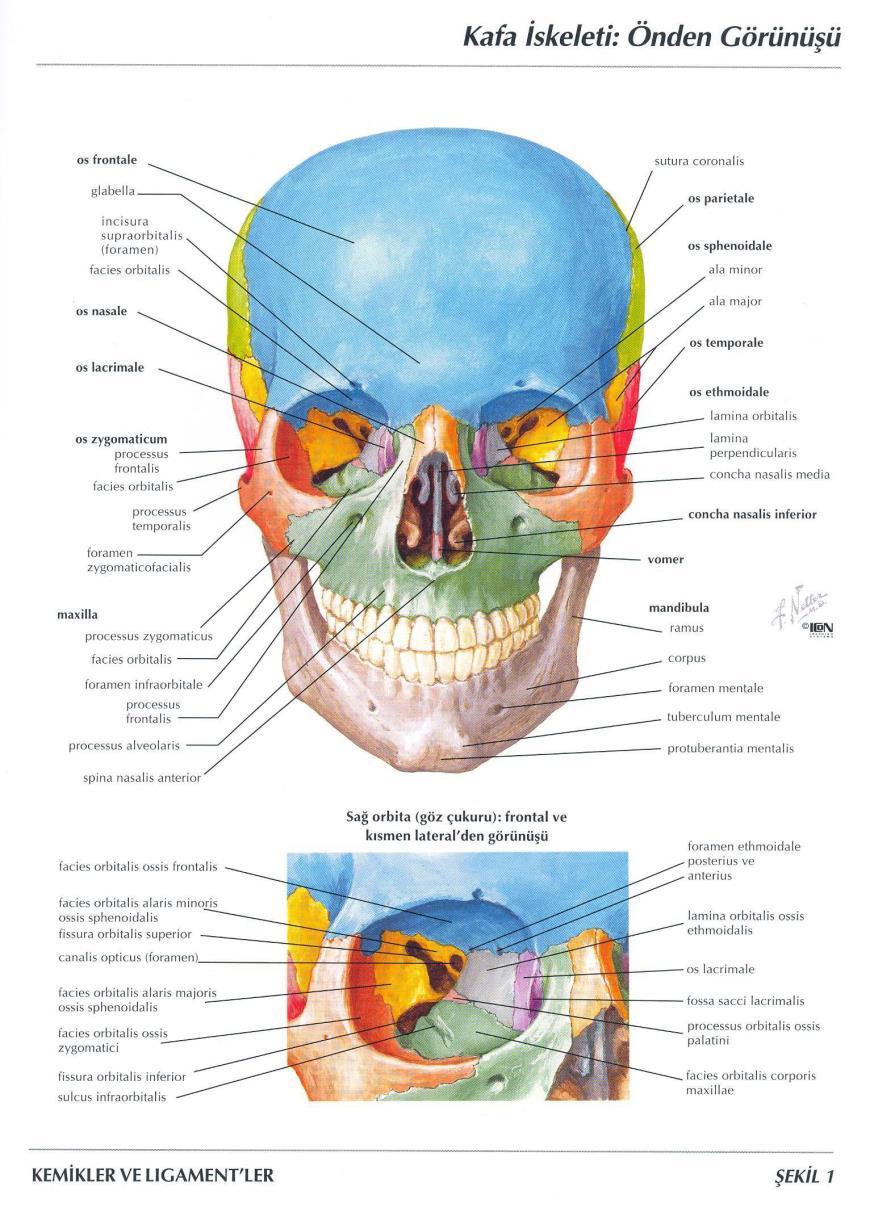 Fonksiyonel & Klinik Anatomisi ve Fizyolojisi