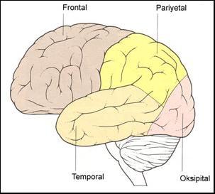 Beyin (Serebrum) İnsan beyninin dış yüzeyi beyin kabuğu (korteks) tarafından