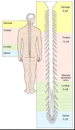 Omurilik (medulla spinalis) Santral sinir sisteminin son kısmını oluşturur" Omurların (vertebralar) oluşturduğu kemik bir kanal içinde bulunur" Omurların aralarından her iki yana doğru birer çift