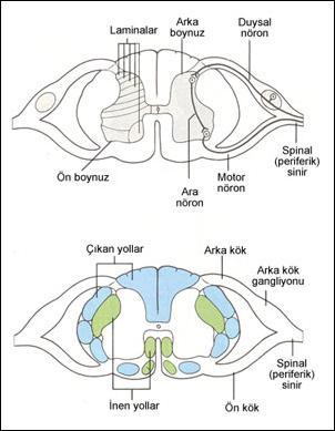 Medulla spinalisin orta kısmında H harfi şeklinde nöronların bulunduğu bölge görülür" Bu yapının öne bakan kısmı ön boynuzlar, arkaya bakan kısmı ise arka boynuzlar olarak adlandırılır" Periferden